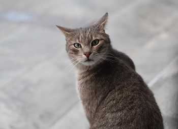 Csipesz - A cica képe