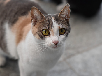 Karamell - A cica képe