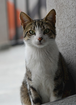 Cica 3 - A cica képe