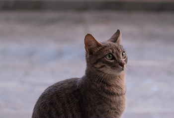 Cica 4 - A cica képe