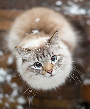 Cica 5 - A cica képe