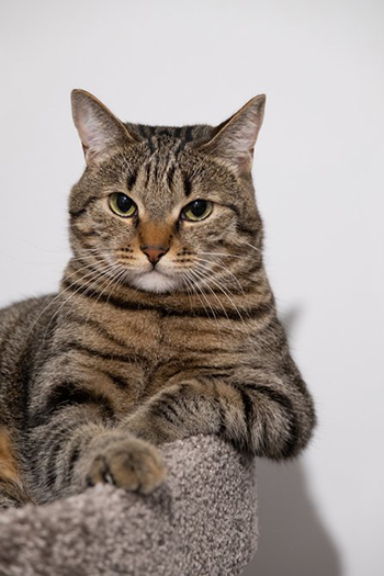 Cica 6 - A cica képe